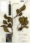 Peperomia obtusifolia (L.) A. Dietr., Belize, J. D. Dwyer 236, F